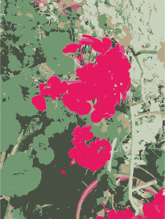 Pink,Map,Plant