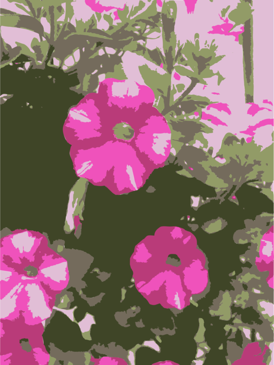 Pink,Flower,Geranium