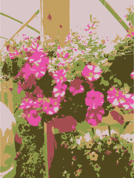 Pink,Botany,Plant