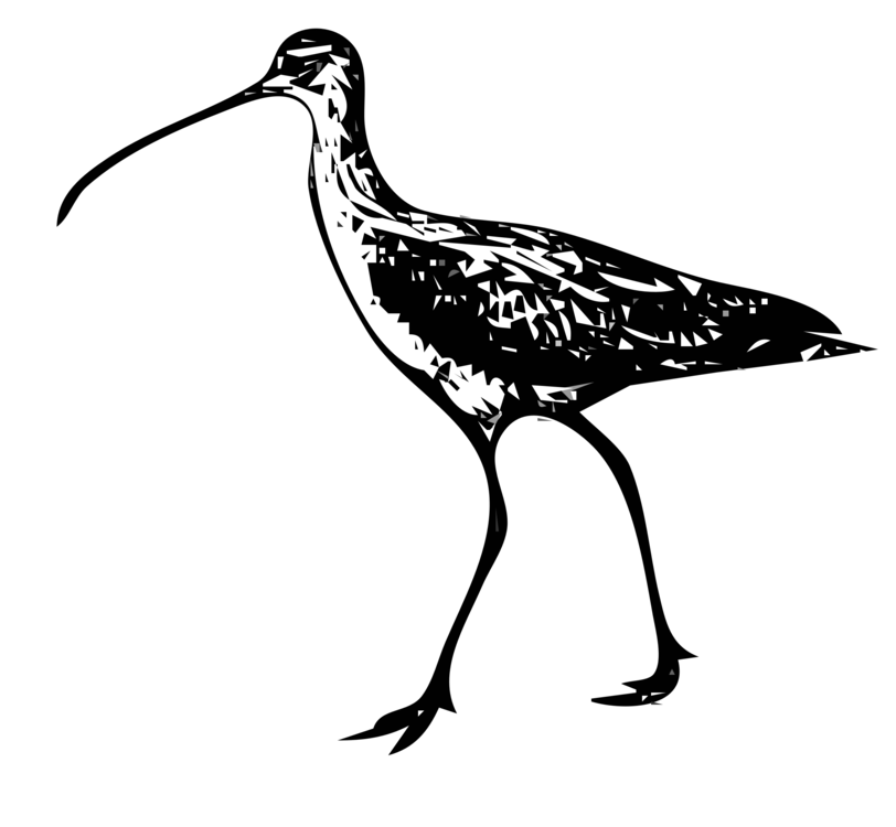 Stork,Wildlife,Cranelike Bird