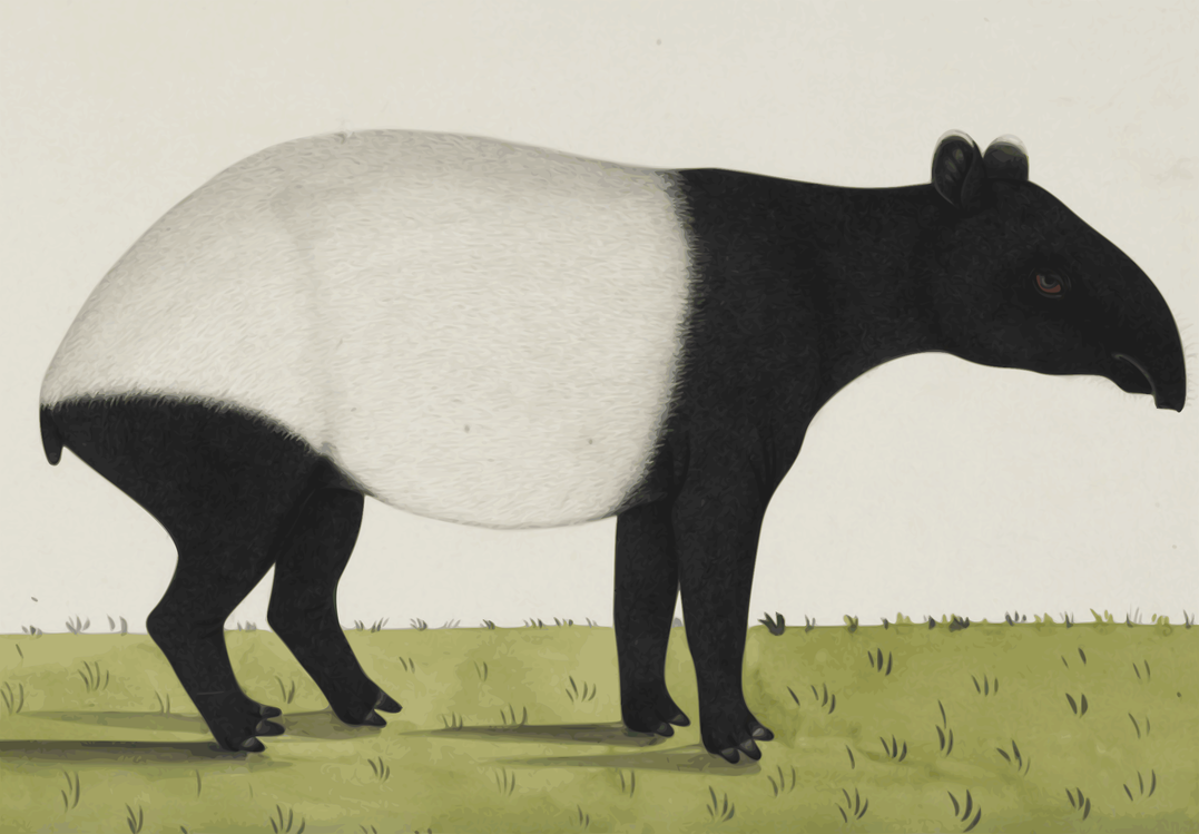 Wildlife,Tapir,Vertebrate