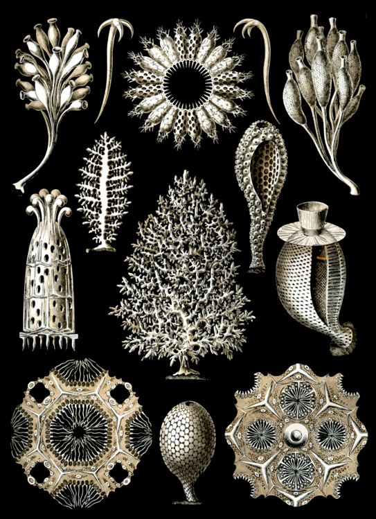 Ornament,Lace,Art Forms In Nature The Prints Of Ernst Haeckel