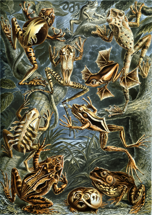 Fictional Character,Frog,Art Forms In Nature The Prints Of Ernst Haeckel