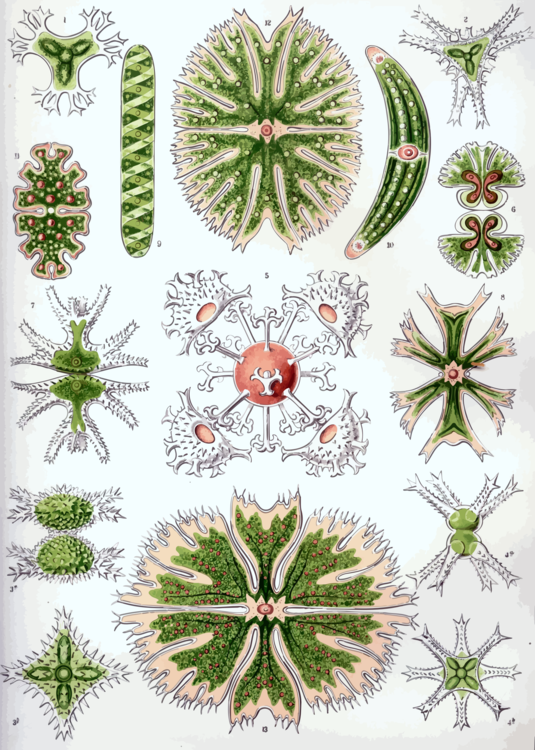 Botany,Plant,Symmetry
