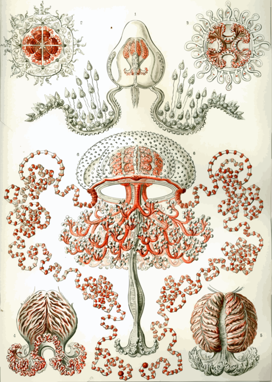 Botany,Organism,Mushroom