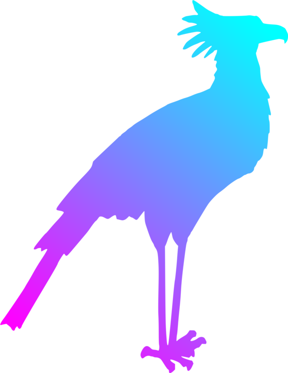 Beak,Bird,Feather