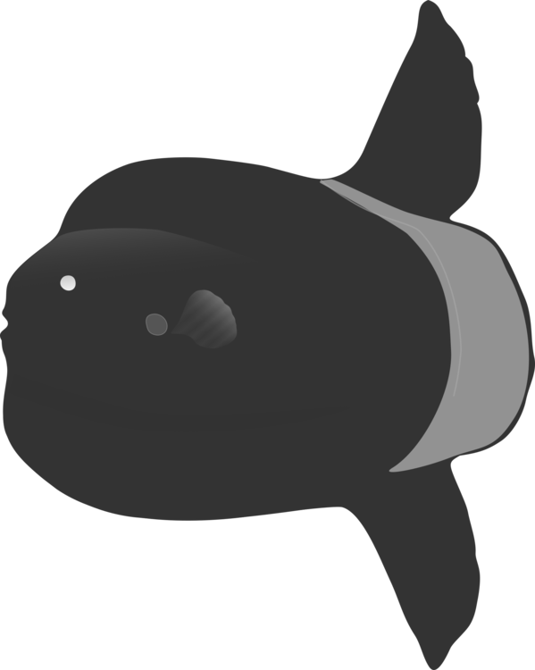 Snout,Fish,Killer Whale