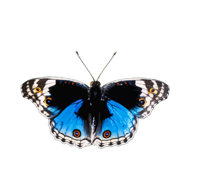 Butterfly,Cynthia Subgenus,Moth