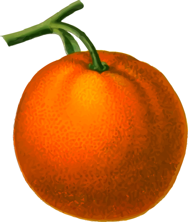 Tomato,Mandarin Orange,Plant
