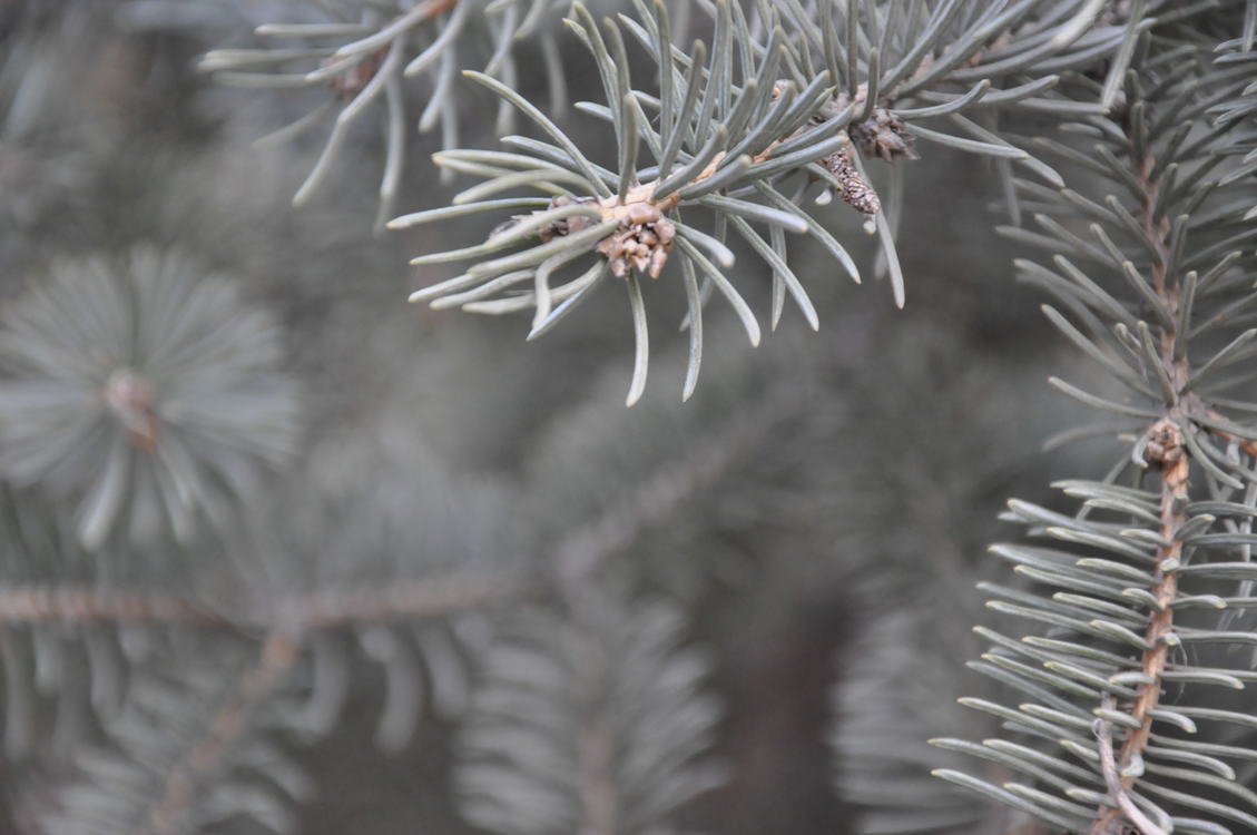Canadian Fir,Pine Family,Colorado Spruce