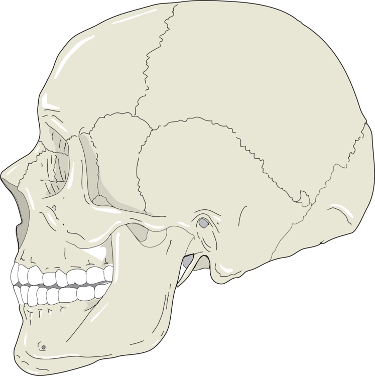 Line Art,Head,Skull
