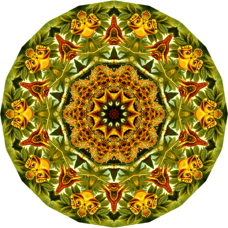 Plate,Flower,Symmetry