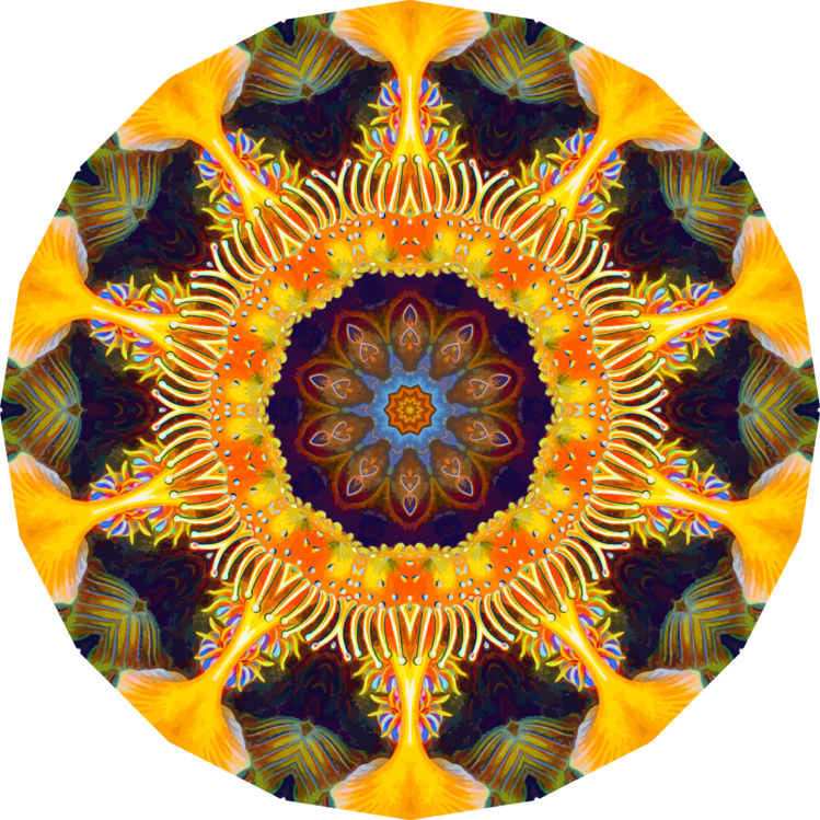 Art,Sunflower,Symmetry