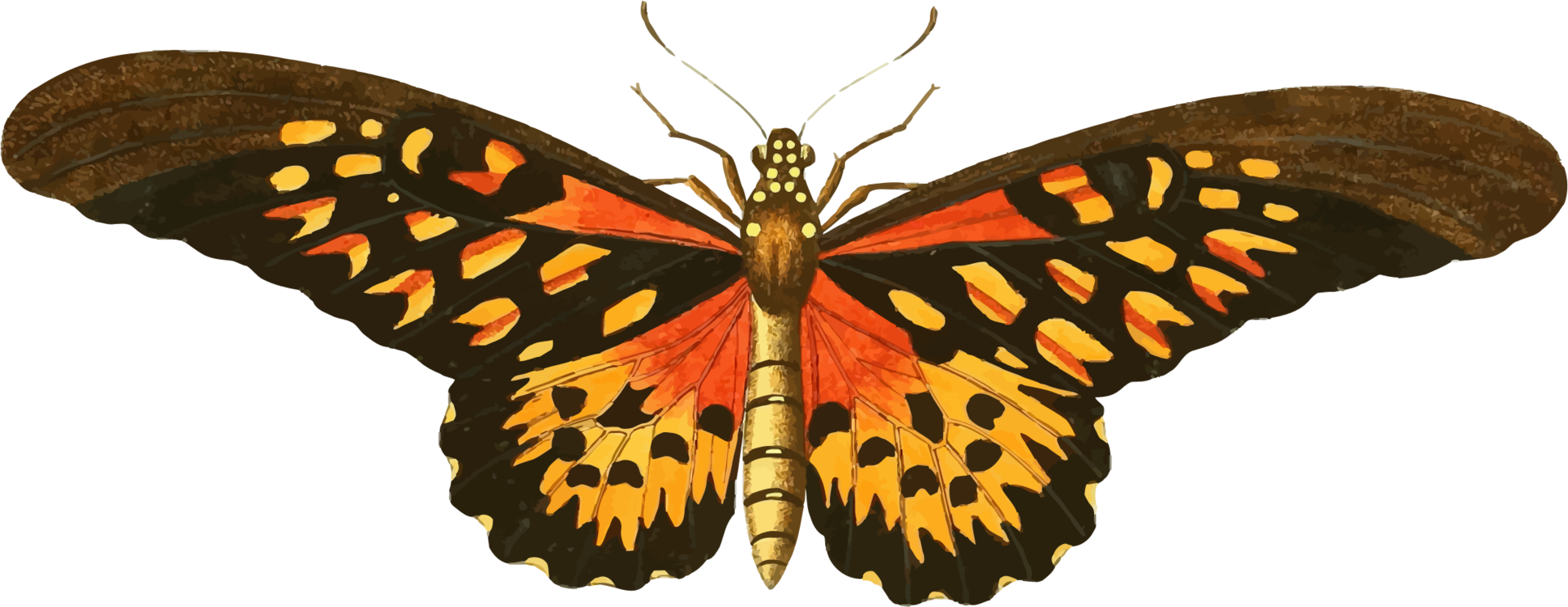 Butterfly,Cynthia Subgenus,Emperor Moths