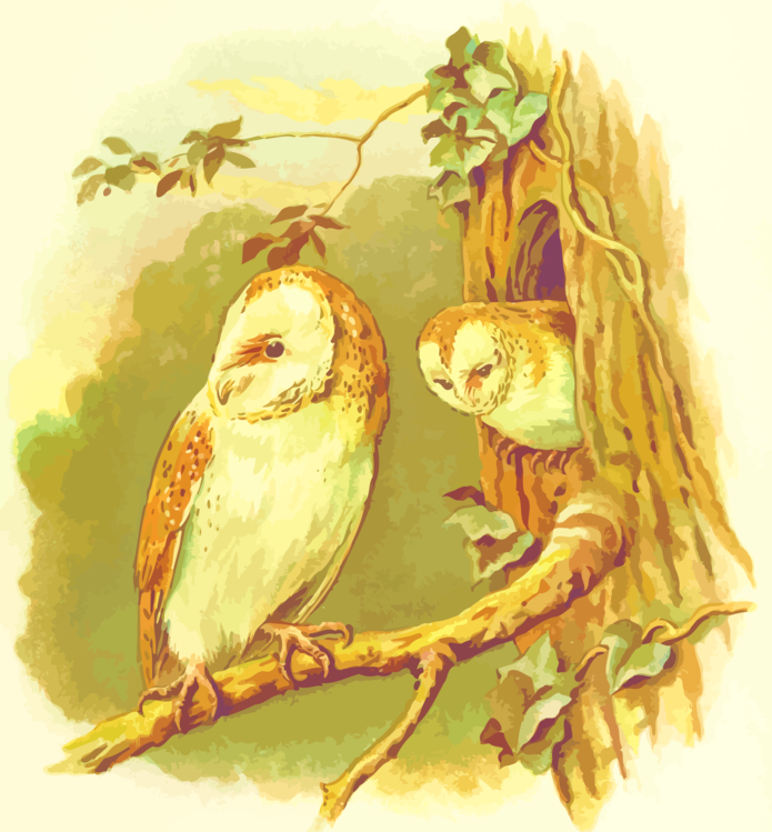 Perching Bird,Owl,Watercolor Paint