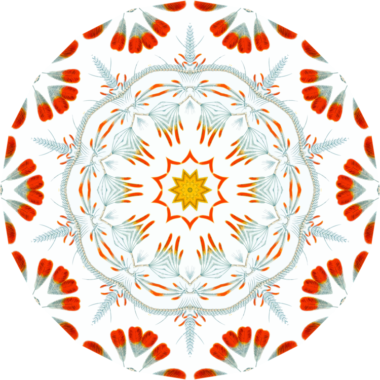 Symmetry,Kaleidoscope,Copepod