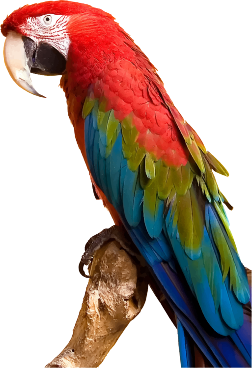 Macaw,Parrot,Budgie