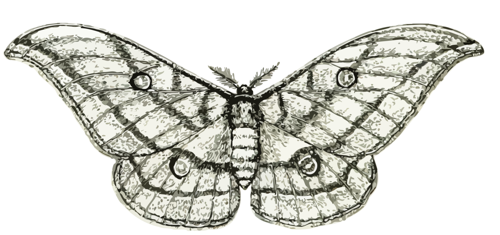 Butterfly,Lymantria Dispar Dispar,Cynthia Subgenus