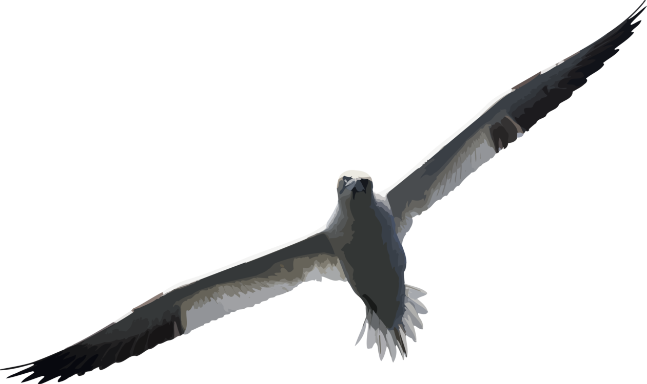 Kite,Wing,Charadriiformes