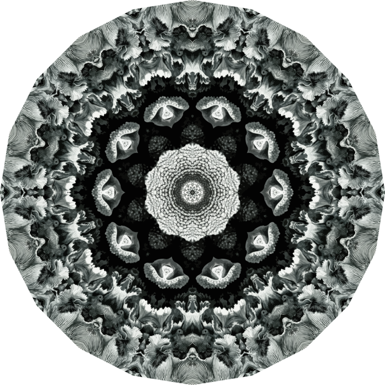 Plate,Art,Symmetry