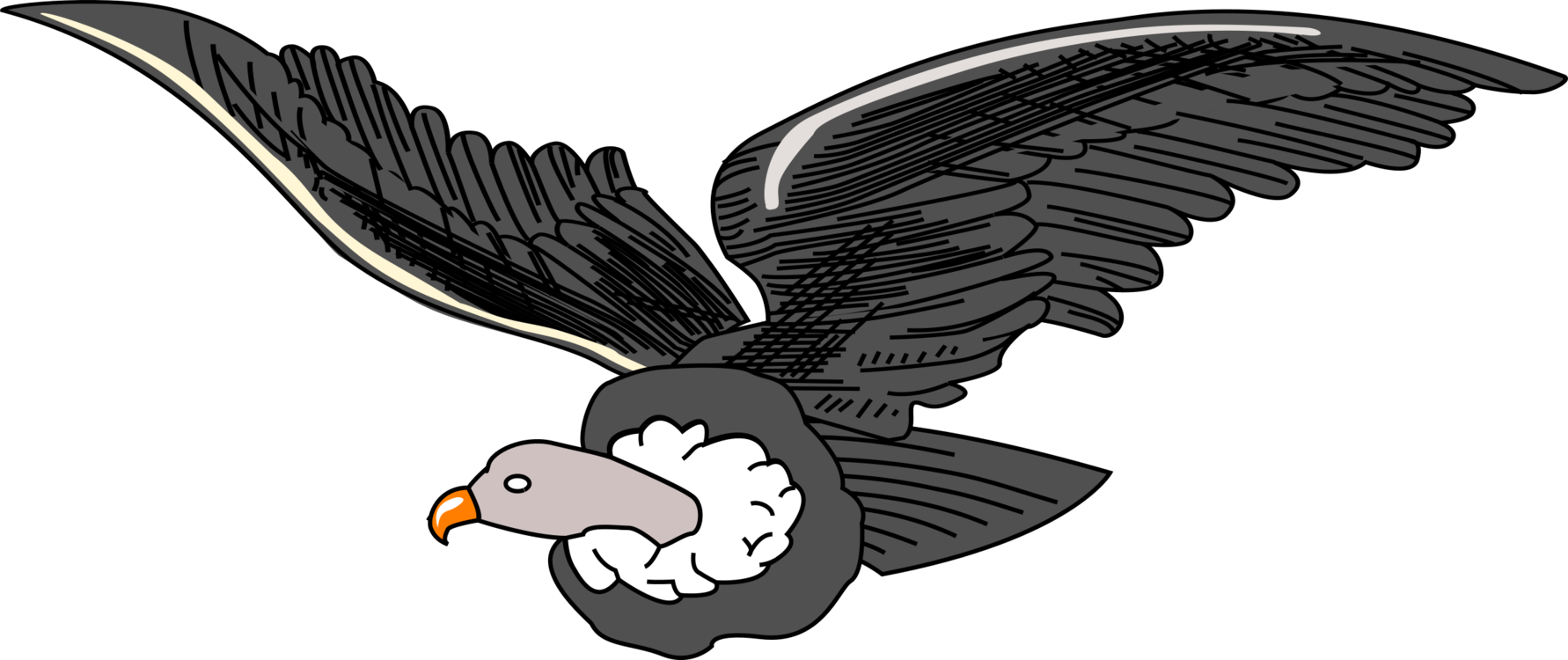 Eagle,Accipitridae,Cartoon