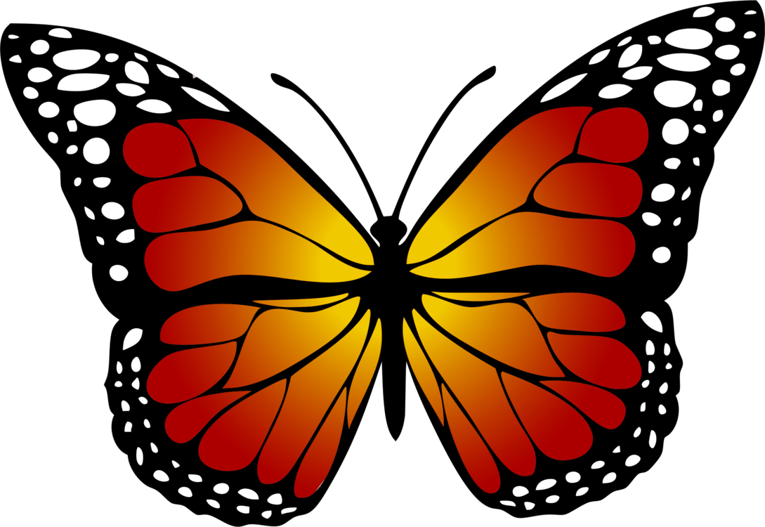 Butterfly,Cynthia Subgenus,Symmetry