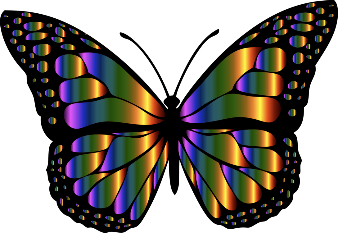 Butterfly,Cynthia Subgenus,Symmetry