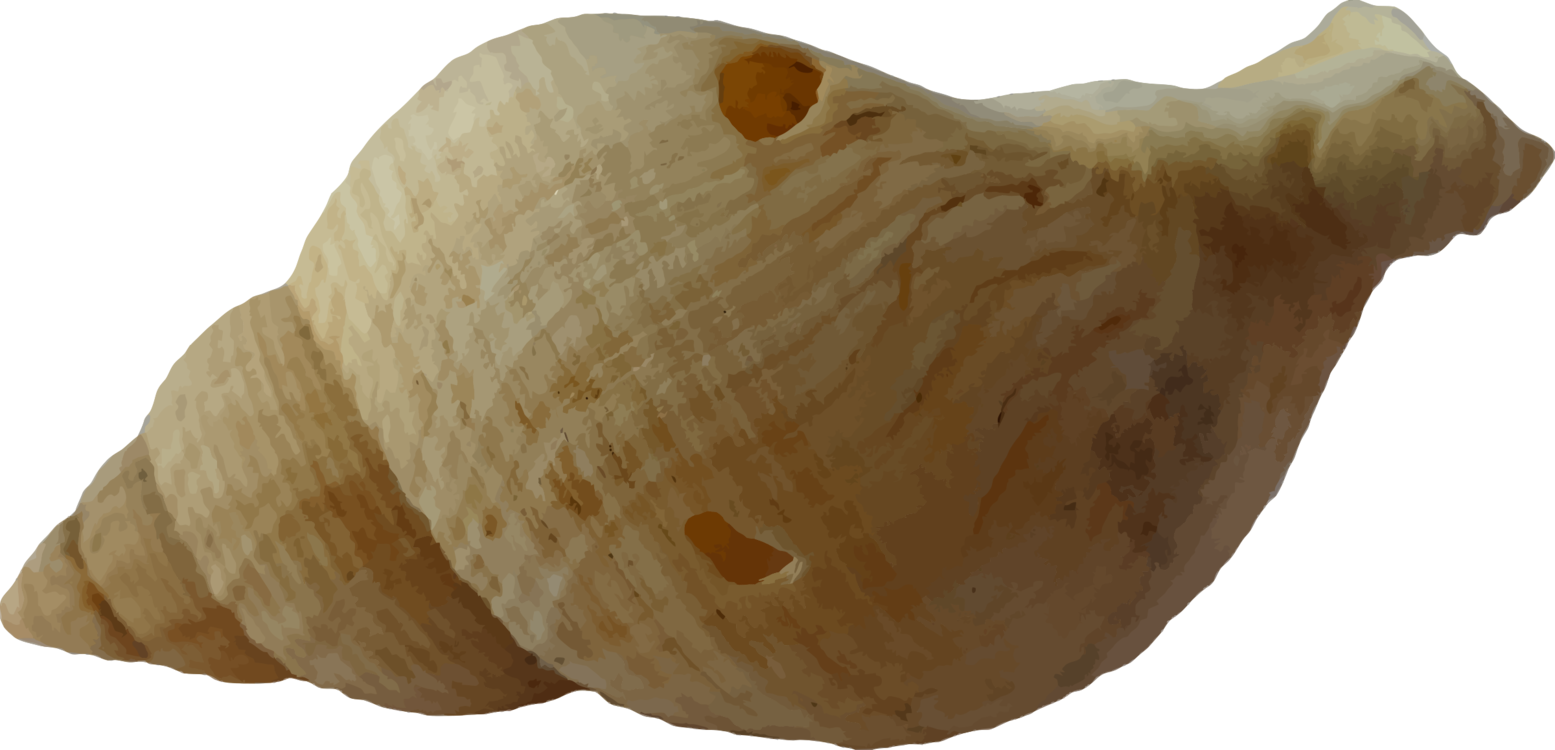 Conch,Shell,Wood