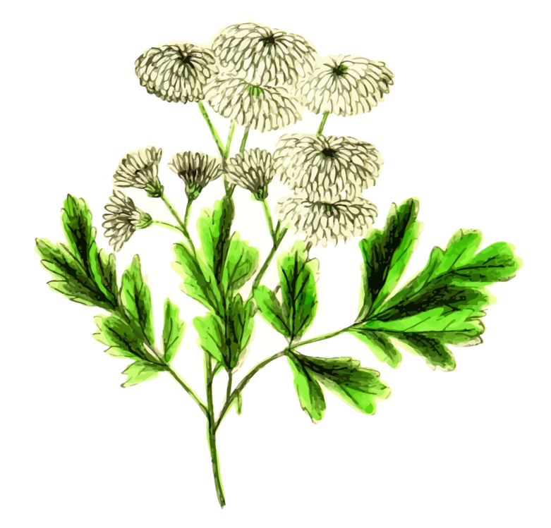 Angelica,Botany,Plant