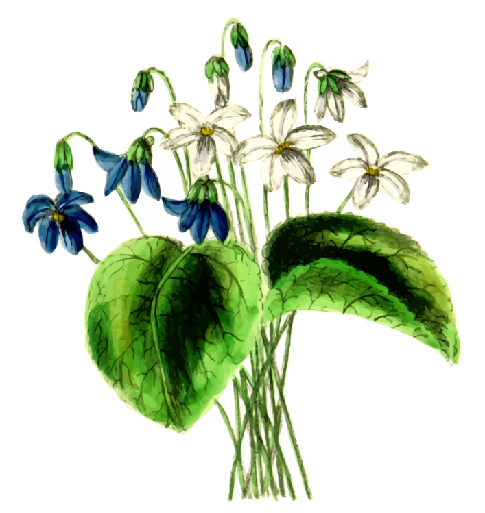 Botany,Plant,Flower