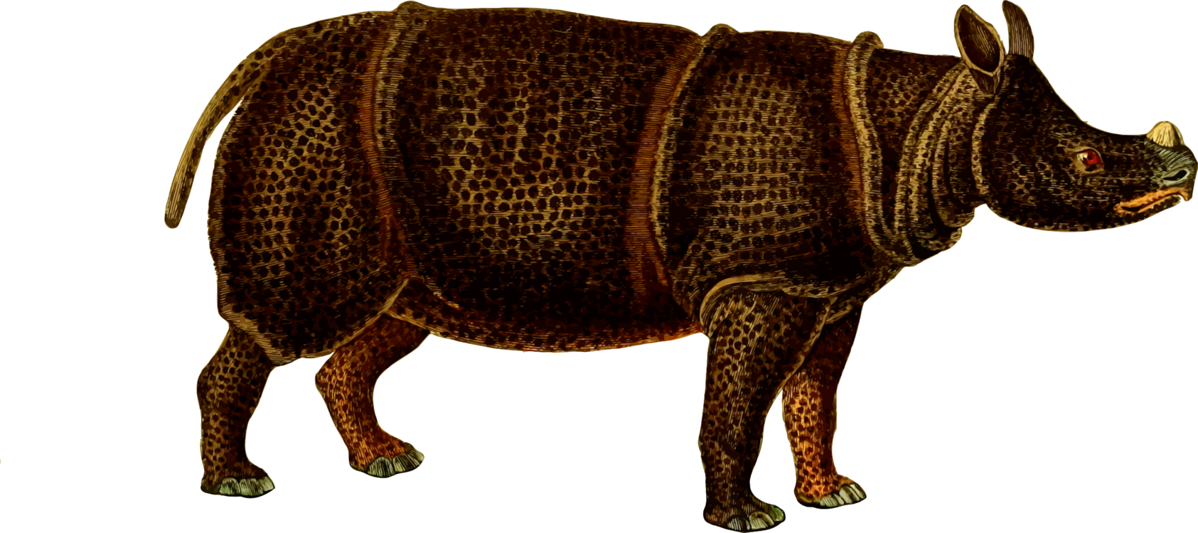 Snout,Wildlife,Indian Rhinoceros