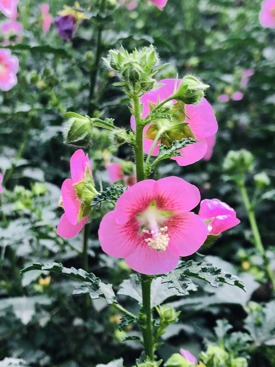 Pink,Hibiscus,Plant