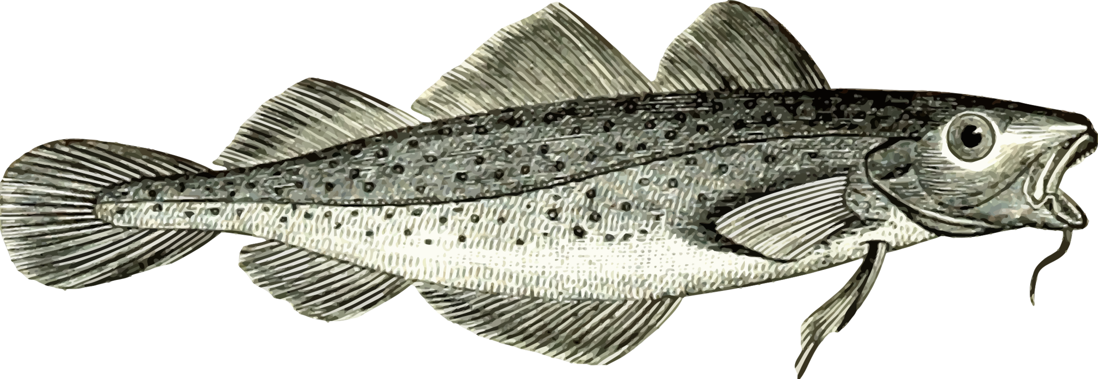 Fish,Cod,Atlantic Cod