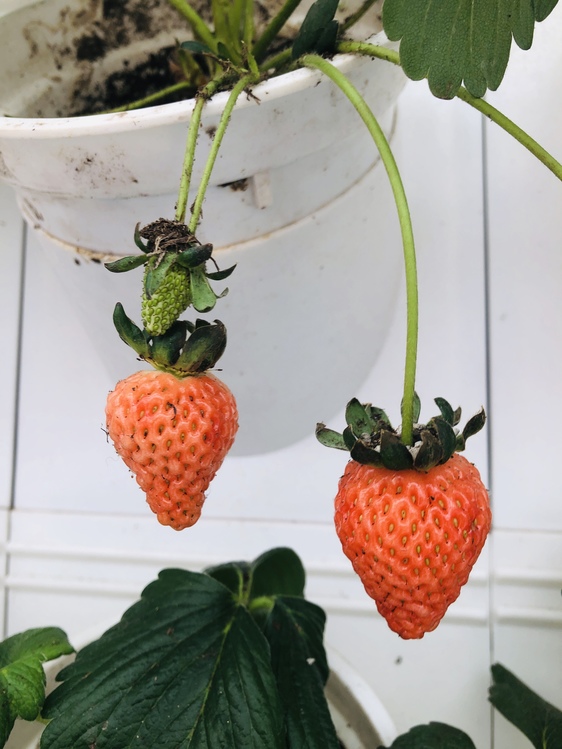 Seedless Fruit,Alpine Strawberry,Plant