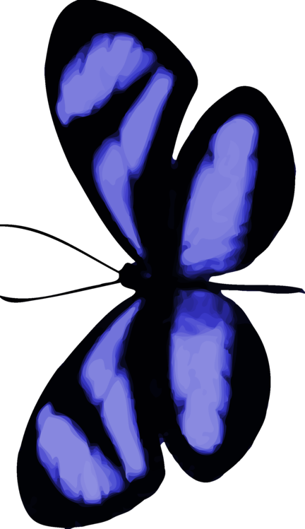 Butterfly,Blue,Symmetry