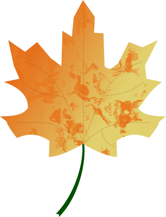 Plant,Leaf,Black Maple