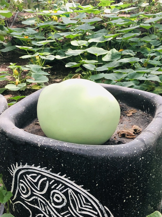 Sphere,Plant,Gourd