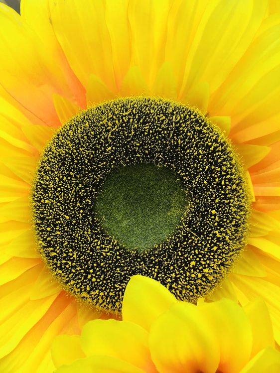 Pollen,Sunflower Seed,Closeup