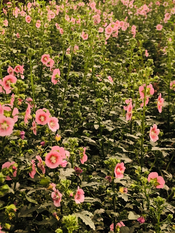 Pink,Flower,China Rose