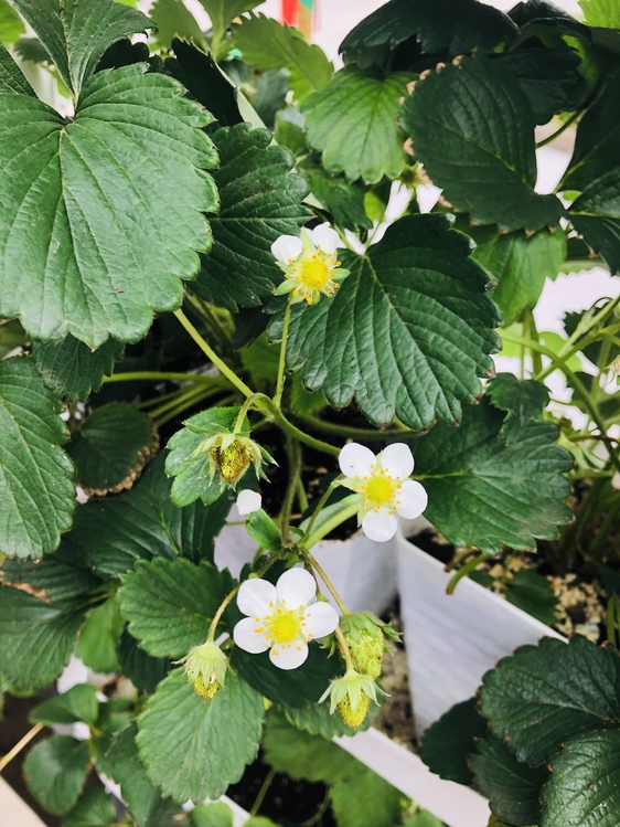 Lantana,Alpine Strawberry,Plant
