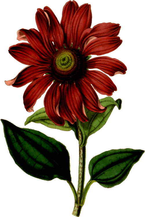 Botany,Plant,Flower