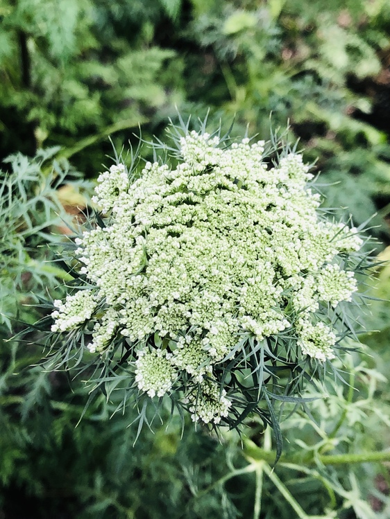 Angelica,Plant,Flower