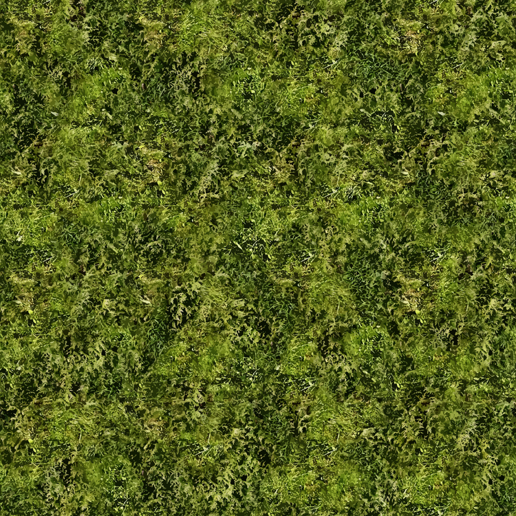 Evergreen,Plant,Leaf