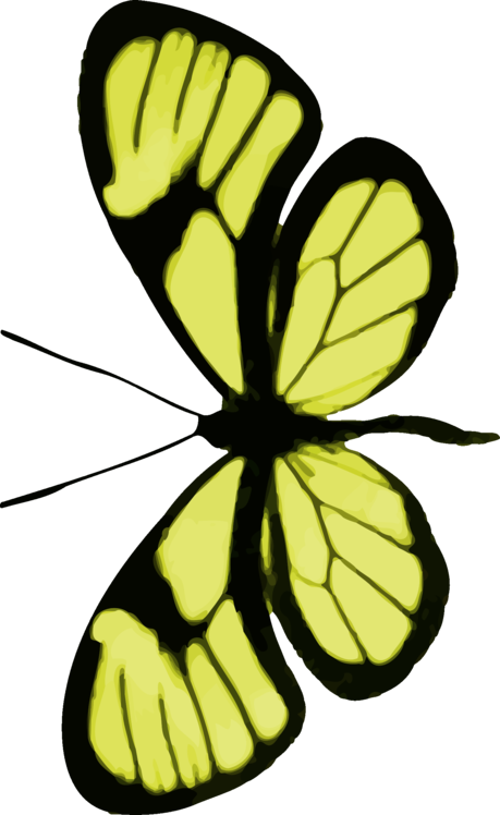 Butterfly,Plant,Symmetry
