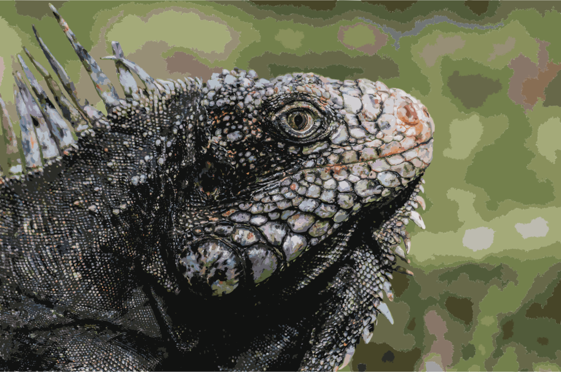 Iguanidae,Reptile,Vertebrate