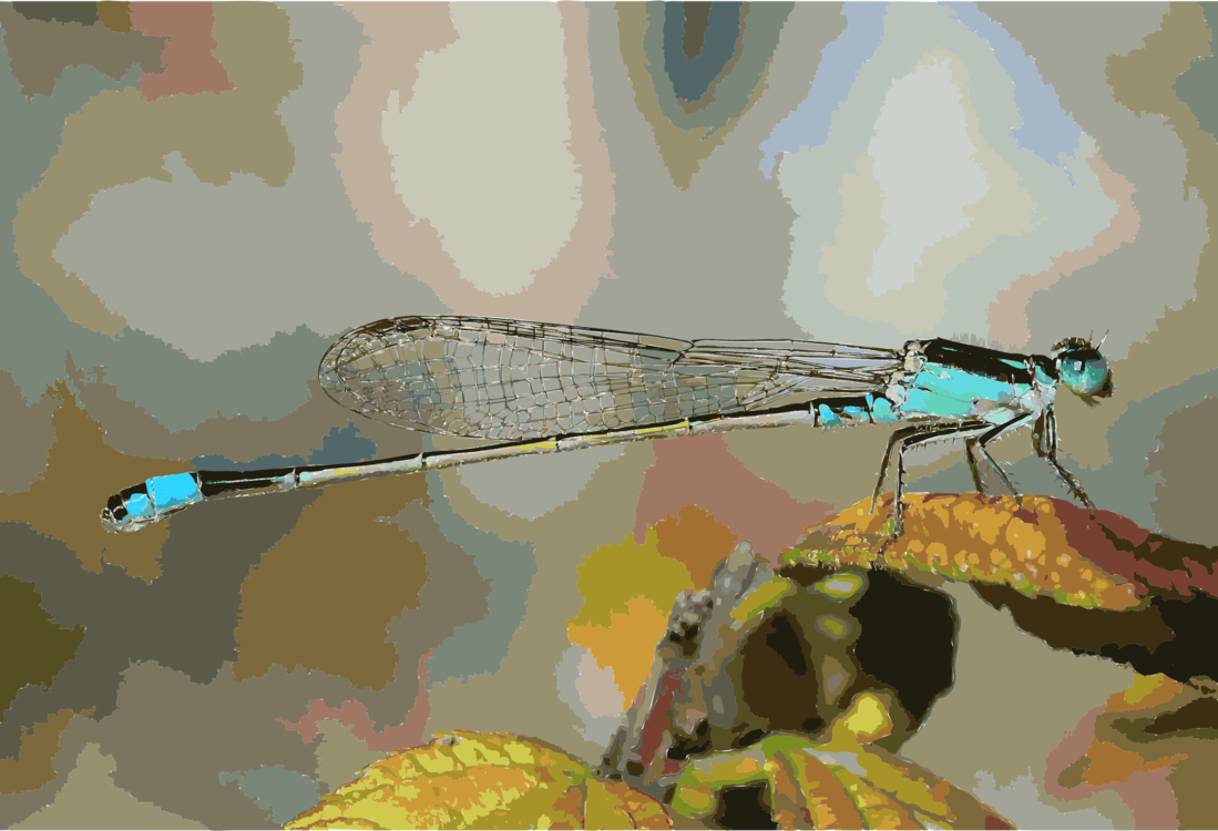 Dragonfly,Netwinged Insects,Invertebrate