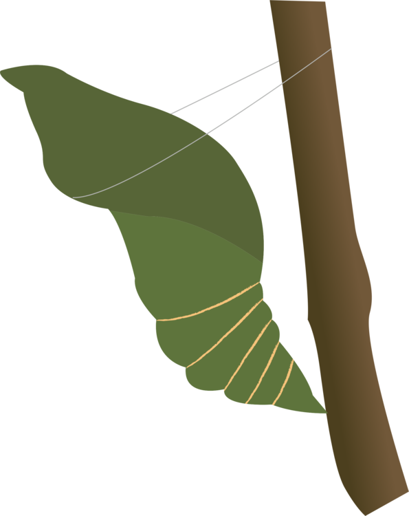 Botany,Plant,Leaf