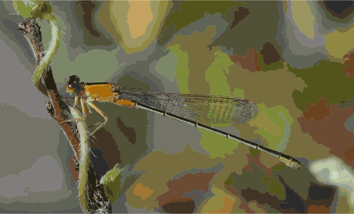 Dragonfly,Wildlife,Art