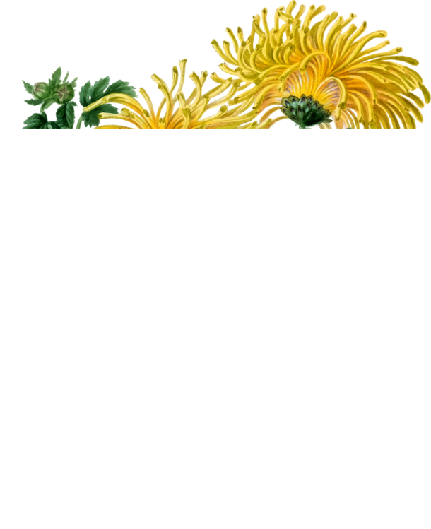Chrysanths,Plant,Flower