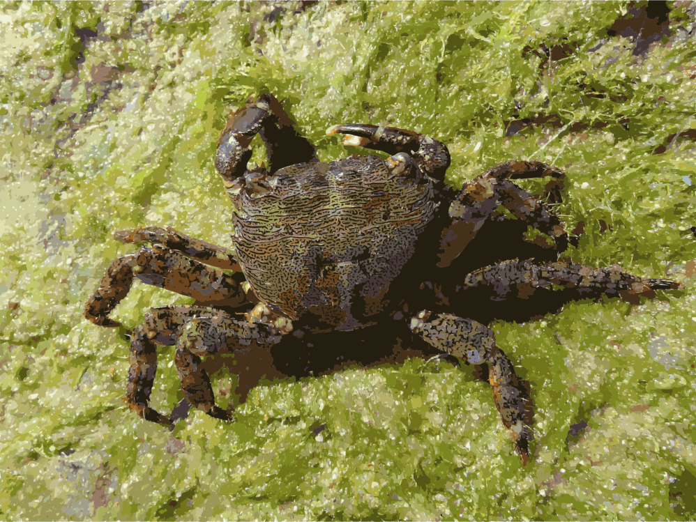 Decapoda,Crab,Crustacean